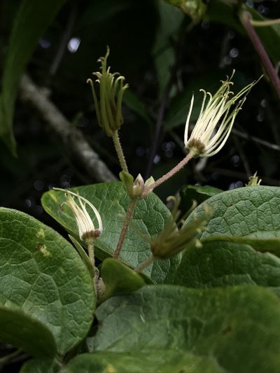Clematis haenkeana, photographed by Nicolás Baresch Uribe
