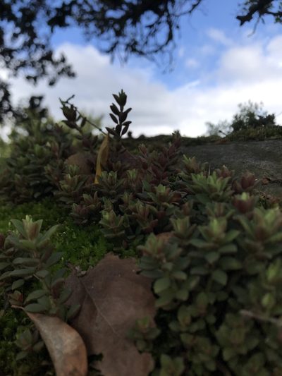Peperomia hartwegiana, photographed by Nicolás Baresch Uribe
