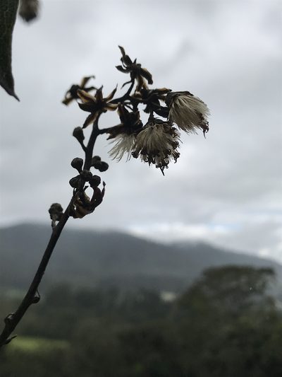 Pentacalia americana, photographed by Nicolás Baresch Uribe