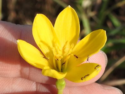 Zephyranthes pulchella, photographed by Sam Kieschnick