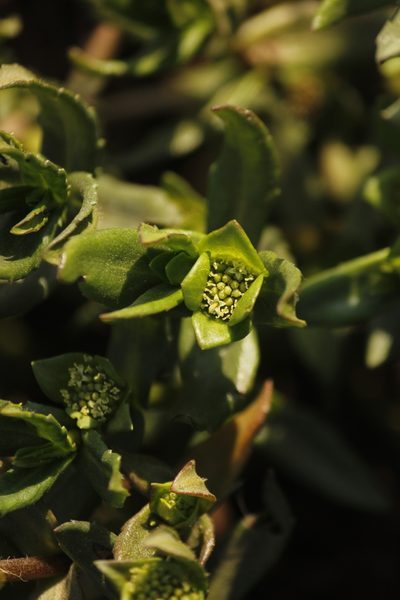 Enydra sessilifolia, photographed by Ruth Gutiérrez Oliveros