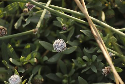 Spilanthes leiocarpa, photographed by Ruth Gutiérrez Oliveros