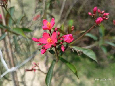 Jatropha integerrima, photographed by Sabarni Sarker