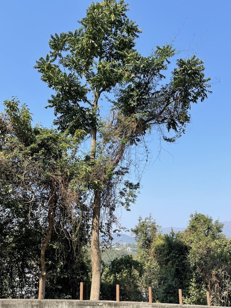 Ailanthus fordii, photographed by Yj