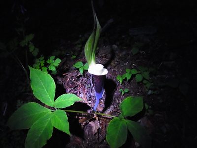 Arisaema sikokianum, photographed by heikindai_87