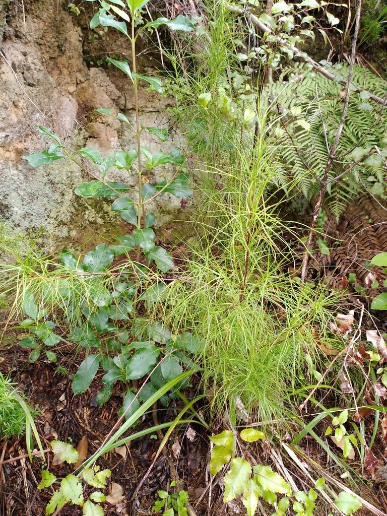 Dracophyllum urvilleanum, photographed by Leon Perrie