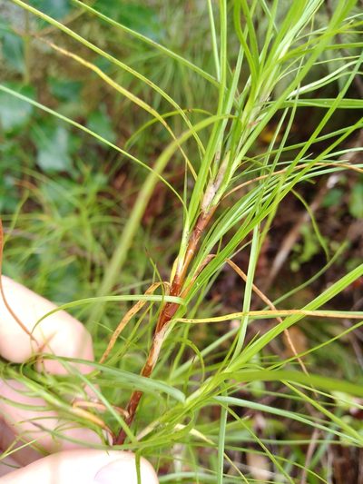 Dracophyllum urvilleanum, photographed by Leon Perrie
