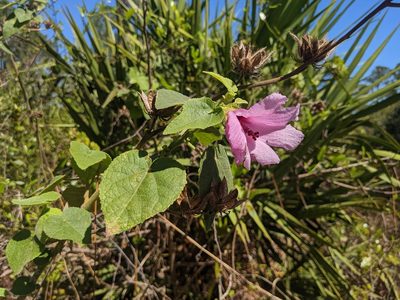 Sabdariffa furcellata, photographed by Michelle Sevcovas