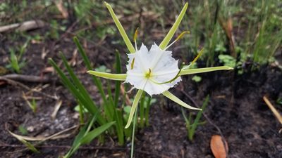 Hymenocallis palmeri, photographed by Michelle Sevcovas