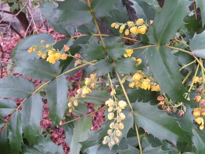 Berberis japonica, photographed by Marco Mussita