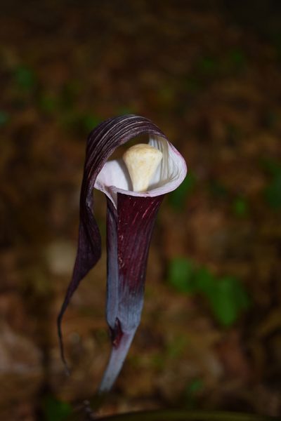 Arisaema sikokianum, photographed by heikindai_87