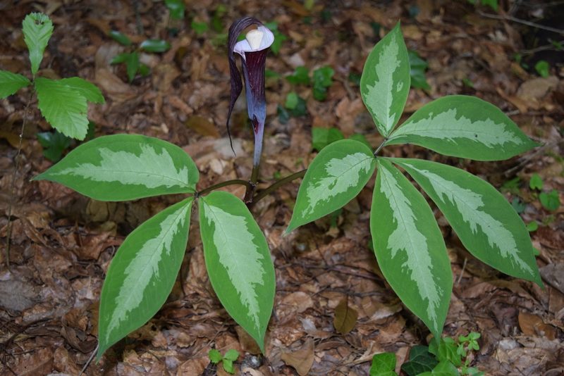 Arisaema sikokianum, photographed by heikindai_87