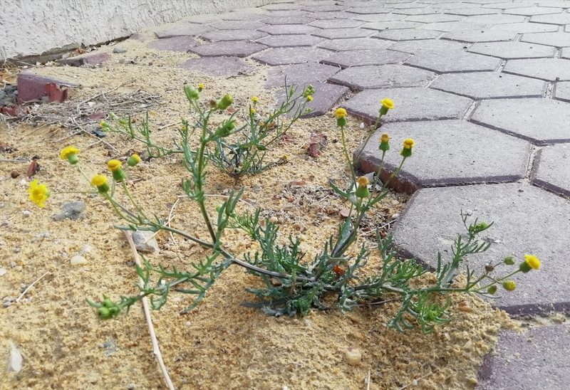 Senecio glaucus, photographed by ajott