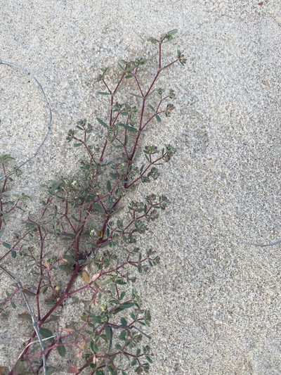 Euphorbia bahiensis, photographed by Tim Hirsch