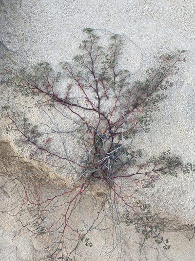 Euphorbia bahiensis, photographed by Tim Hirsch