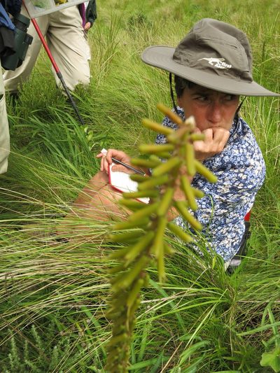 Kniphofia parviflora, photographed by Peter Warren