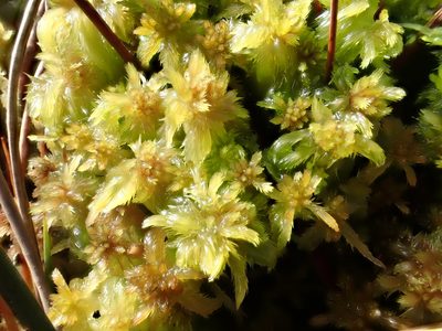 Sphagnum cuspidatum, photographed by Jean-Paul Boerekamps