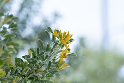 Medicago arborea, photographed by Eleftherios Katsillis