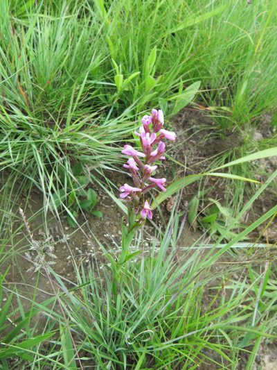 Disa stachyoides, photographed by Peter Warren