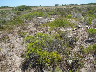 Pteronia diosmifolia, photographed by douglaseustonbrown