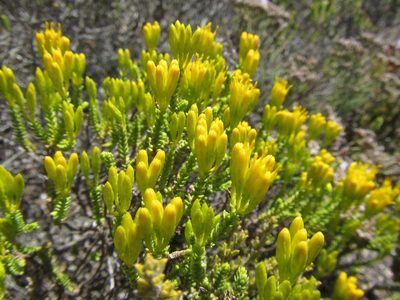 Pteronia diosmifolia, photographed by douglaseustonbrown