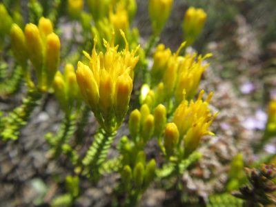 Pteronia diosmifolia, photographed by douglaseustonbrown