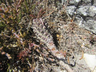 Euphorbia clandestina, photographed by douglaseustonbrown