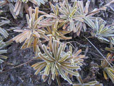 Ficinia truncata, photographed by douglaseustonbrown