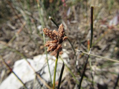 Ficinia repens, photographed by douglaseustonbrown