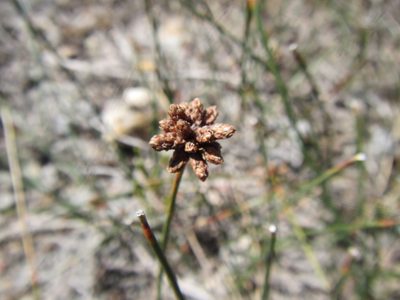 Ficinia repens, photographed by douglaseustonbrown