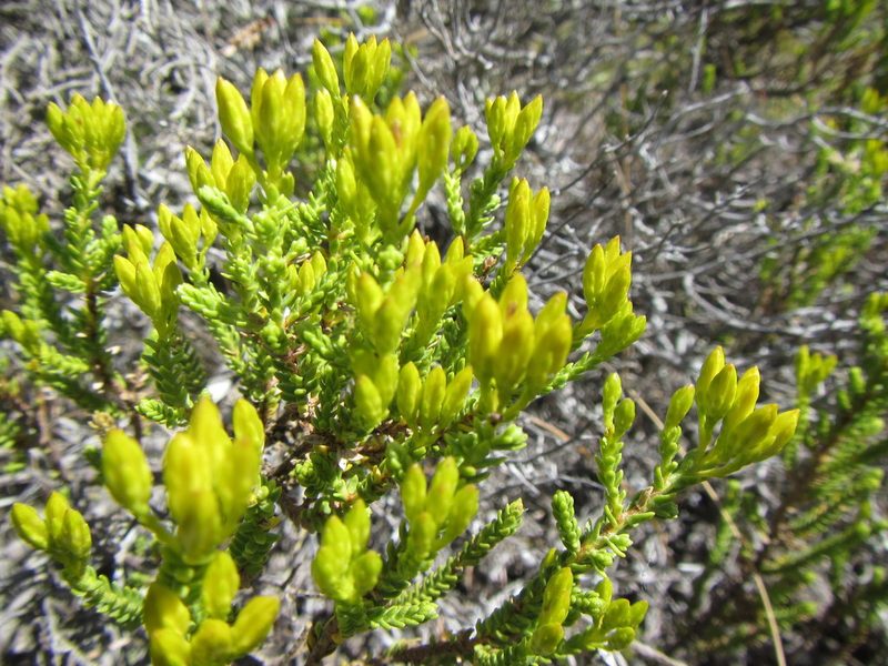 Pteronia diosmifolia, photographed by douglaseustonbrown