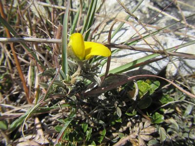 Argyrolobium harmsianum, photographed by douglaseustonbrown