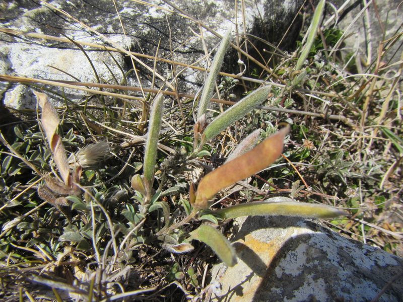 Argyrolobium harmsianum, photographed by douglaseustonbrown