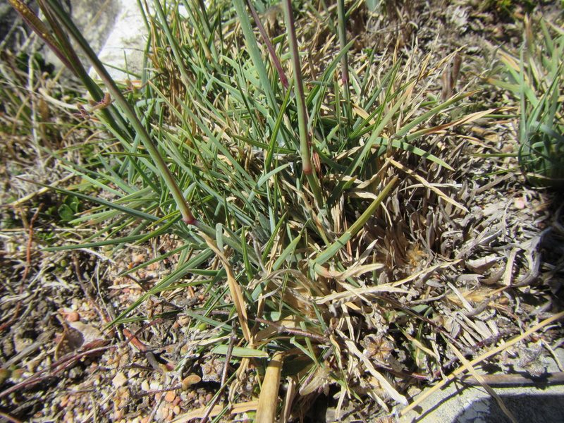 Eustachys paspaloides, photographed by douglaseustonbrown