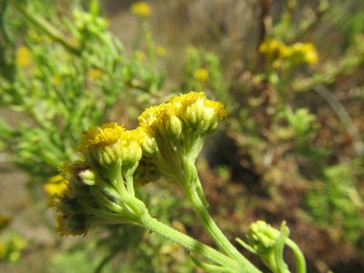 Nidorella foetida, photographed by douglaseustonbrown