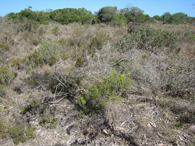 Pteronia diosmifolia, photographed by douglaseustonbrown