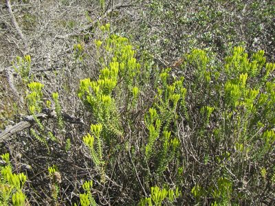 Pteronia diosmifolia, photographed by douglaseustonbrown