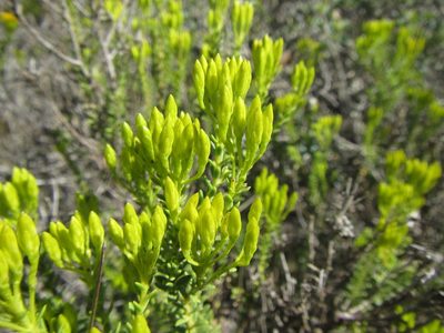Pteronia diosmifolia, photographed by douglaseustonbrown