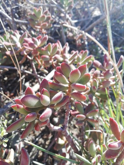 Crassula rogersii, photographed by Christiaan Viljoen