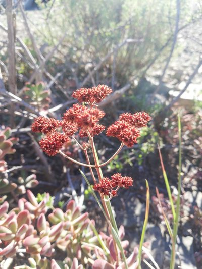 Crassula rogersii, photographed by Christiaan Viljoen