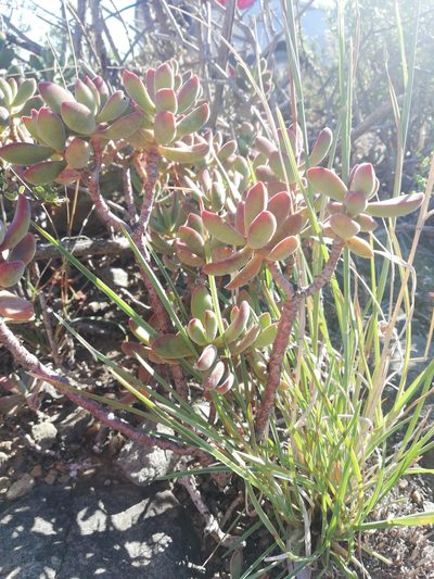 Crassula rogersii, photographed by Christiaan Viljoen