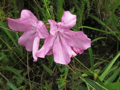 Cycnium racemosum, photographed by Peter Warren