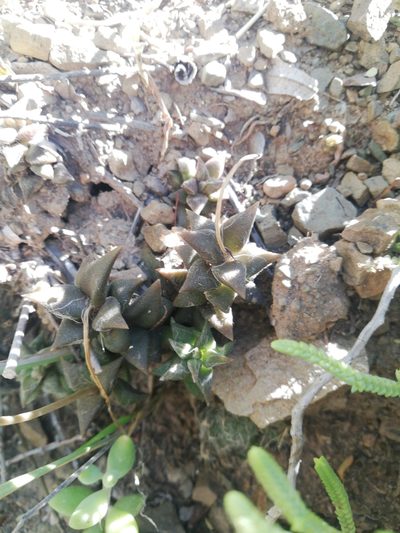 Anacampseros arachnoides, photographed by Christiaan Viljoen