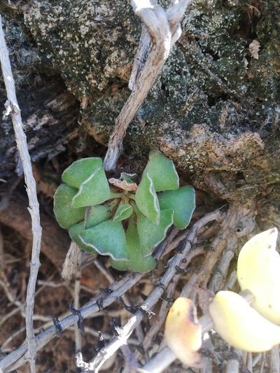 Adromischus cristatus, photographed by Christiaan Viljoen