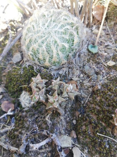 Anacampseros arachnoides, photographed by Christiaan Viljoen