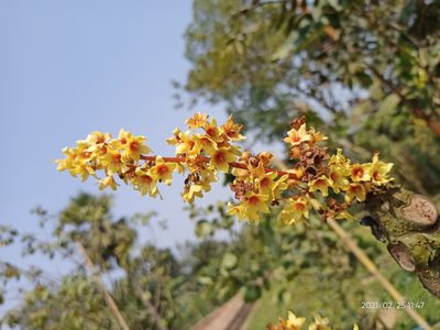 Sterculia villosa, photographed by Sabarni Sarker
