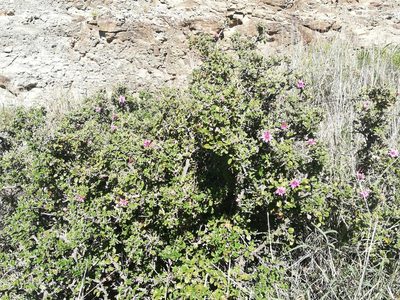 Grewia robusta, photographed by Christiaan Viljoen