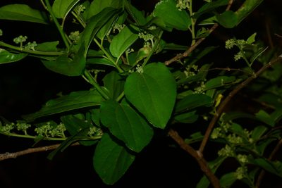 Ziziphus xylopyrus, photographed by S.MORE