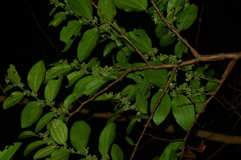 Ziziphus xylopyrus, photographed by S.MORE
