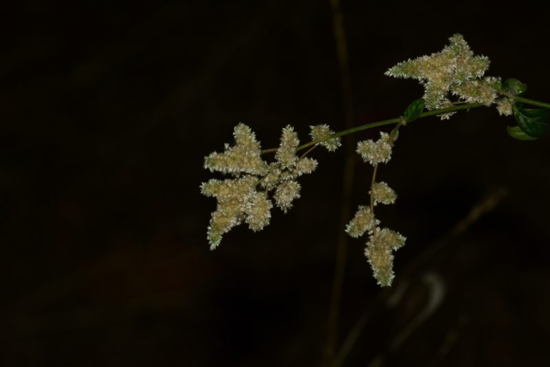 Ouret sanguinolenta, photographed by S.MORE